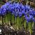 Iris reticulata.jpg